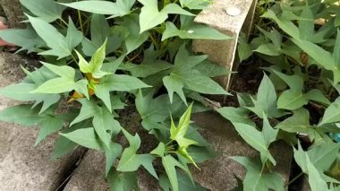 Görüntü. Canlı yeşil yapraklı tatlı patates sarmaşıklarından oluşan verimli bir tarla kahverengi toprağı kaplar. Ekinler yoğun olarak büyüyor. Seçici odak.