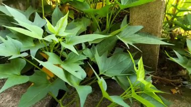 Görüntü. Canlı yeşil yapraklı tatlı patates sarmaşıklarından oluşan verimli bir tarla kahverengi toprağı kaplar. Ekinler yoğun olarak büyüyor. Seçici odak.