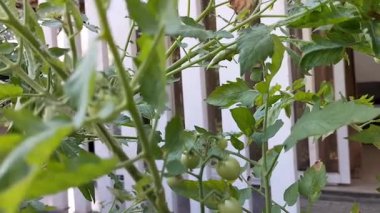 Organik domates çiftliği ya da tarlasından alınmış çiğ domateslerin yakın görüntüsü. Endonezya 'daki sebze bahçesinde ekilen ve ekilen ekinler. Görüntü.