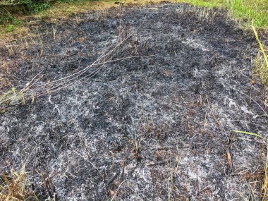 Kuru yapraklar ve çimenlerin kül kalıntıları. Yeşil çimlerin arasında kurumuş çimenler yanıyor. Seçici odak.