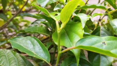 Seçici odaklanma. Küçük siyah karıncalar, Endonezya 'nın Java kentinin kırsal kesimindeki bir bahçedeki bir ağaç dalının ucuna bir yuva inşa ederler. Vahşi yaşam. Ekoloji. Makro fotoğrafçılık kavramları.