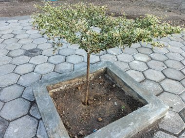 Yeşil yaprağın yakın görüntüsü beyaz desenli dekorasyon için güzel bitki.