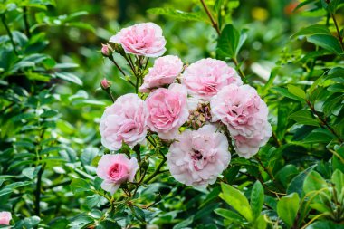 Gül bahçesinde Bahar üzerinde Polonya.
