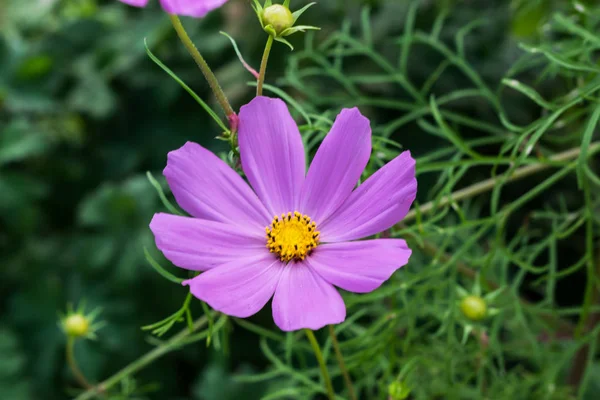 Coreopsis Kwiat Ogrodzie Polsce Lato — Zdjęcie stockowe