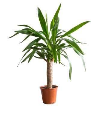 Beyaz arka planda yalıtılmış potted Yucca.