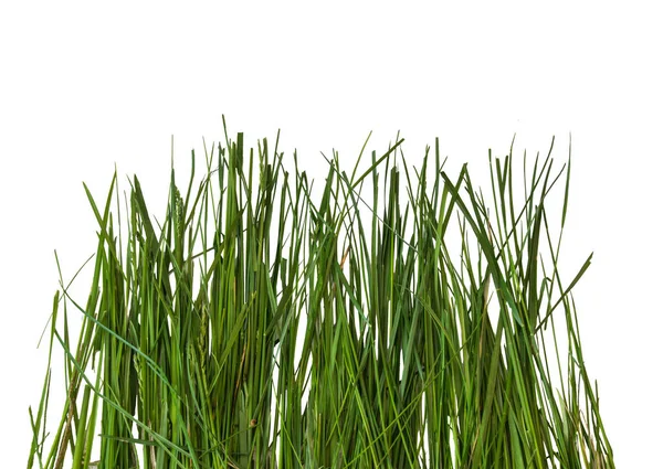 Zielona trawa izolowana na białym tle. — Zdjęcie stockowe