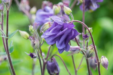 Baharda Polonya'da bahçede Aquilegia çiçek çiçek.
