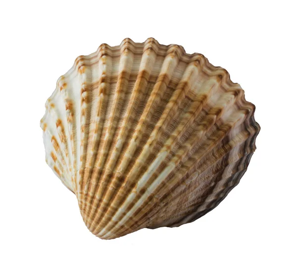 Sea shell geïsoleerd op een witte achtergrond close-up. — Stockfoto
