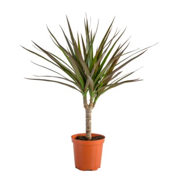 Dracaena saksı beyaz arka plan üzerinde izole.