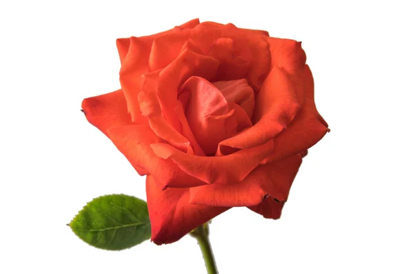 Rose fleur close-up isolé. Été intérieur . — Photo