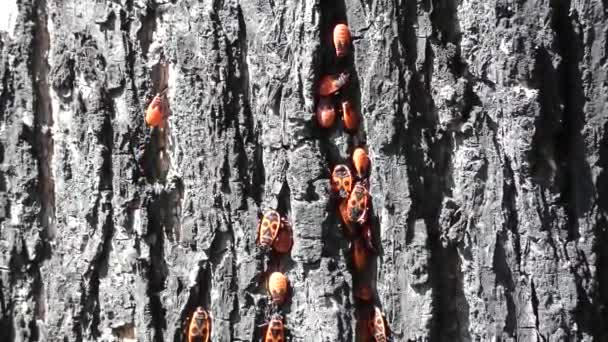 Lot of firebugs (Pyrrhocoris apterus) sitting on tree bark. Red bugs on wooden surface. Insects groups in real nature. — Stock Footage Lot Firebugs Pyrrhocoris Apterus Sitting Tree Bark Red Bugs Wooden Royalty Free Stock Video