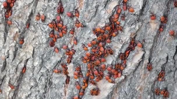Lot of firebugs (Pyrrhocoris apterus) sitting on tree bark. Red bugs on wooden surface. Insects groups in real nature. — Stock Footage Lot Firebugs Pyrrhocoris Apterus Sitting Tree Bark Red Bugs Wooden Stock Video