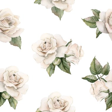 Yapraklı beyaz güller. Suluboya el boyası Viktorya dönemi çiçeksiz deseni. Beyaz arka planda kırsal bahçe çiçekleri.