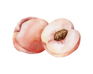 Şeftali yaz sulu olgun meyve. Suluboya el, ev mutfağı tekstil kumaş baskı kartı kozmetik paket porselen kaplama etiketi için beyaz arka planda izole edilmiş çiçek yemek resimlerini çizdi