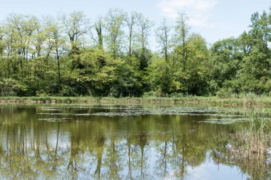 Park yeşillikler ile çevrilidir.
