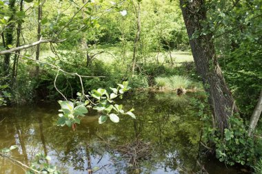 Park yeşillikler ile çevrilidir.