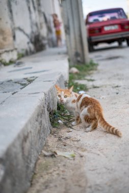 Küçük zencefil ve beyaz kedi Havana sokaklarında kamera bakan, Küba
