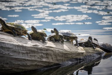 Yedi Western gölet kaplumbağaları (Actinemys marmorata) drift ahşap Lake Washington, Seattle