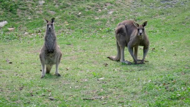 Twee Kangoeroes Ontspannen Grazen Gras Wombeyan Karst Conservation Reserve Australische — Stockvideo