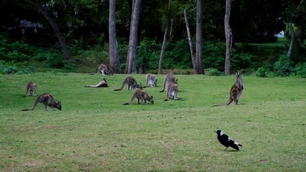 Kangaroos Graze Grass Shade Native Bird Sings Them Many Other — Stock Video