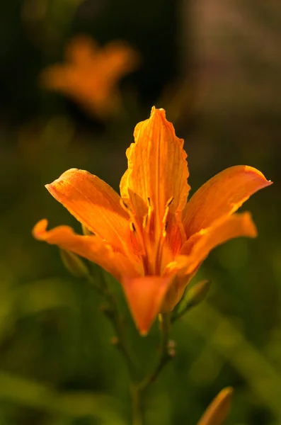 Orange lily. Flower isolate. Transparent petals. Evening in the garden. Sun to the skylight.