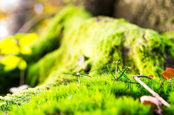 Waldhintergrund Waldstruktur Grünes Waldmoos Makrofotografie — Stockfoto