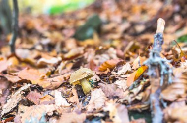 Yalnız mantar. Doğal beyaz mantar. Sarı sonbahar yaprakları mantar. Doğada büyüyen mantar.