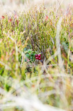 Funda yararlı çilek. Çilek doğada. Çilek ilaçlar vardır. Çilek çim.