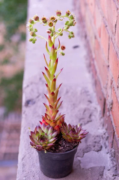 Flor cerca de la pared de ladrillo. Planta con flores . — Foto de Stock