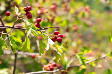 Alıç. Yabani çilek faydalı meyveler. Sağlıklı gıda.
