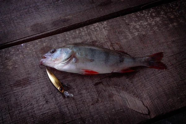鲈鱼抓住了坚硬的诱饵 钓到鱼饵的鱼 — 图库照片