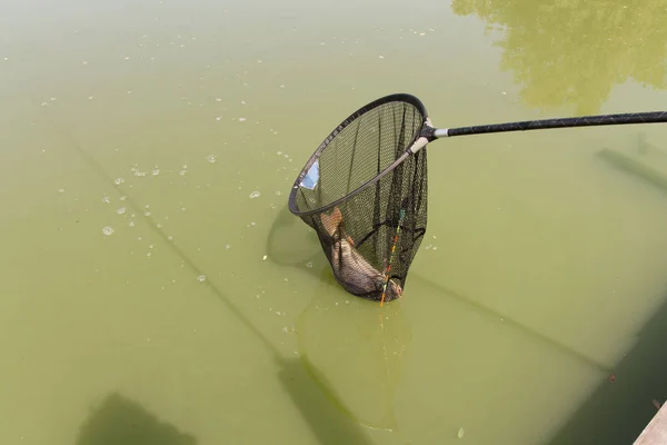 Apanha Uma Carpa Pesca Carpas Pesca Lago — Fotografia de Stock