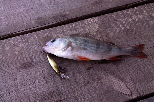 Preso Appollaiato Esca Solida Attrazione Dura Pesce Persico Catturato — Foto Stock