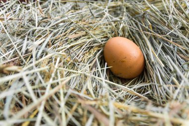Bir yumurta tavuk evde. Tavuk yuva.