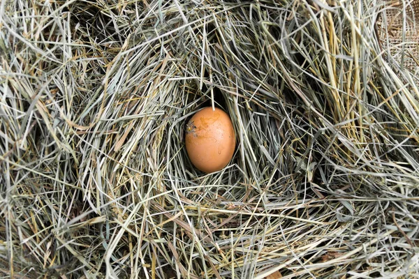 Ein Hühnerstall Ansicht Von Oben Ein Hühnerstall Hühnernest — Stockfoto