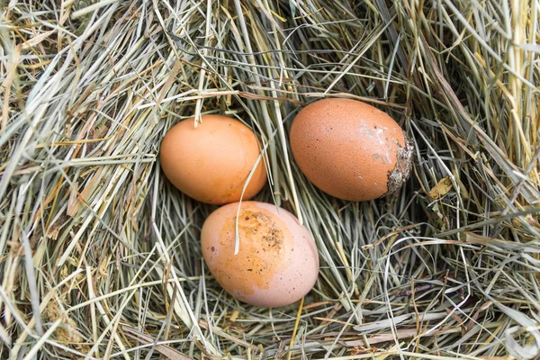 Schmutzige Eier Auf Heu Hühnernest Schlafplatz — Stockfoto