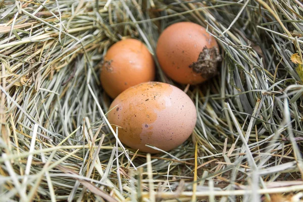 Schmutzige Eier Auf Heu Hühnernest Schlafplatz — Stockfoto