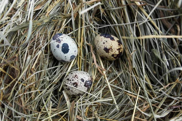 Wachtelnest Mit Eiern Gefleckte Eier Auf Heu — Stockfoto