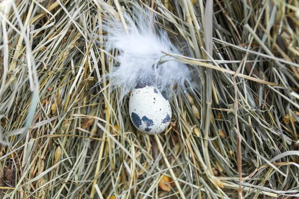 Перепелиное Яйцо Центре Рамы — стоковое фото