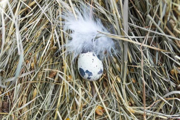 Quail Egg Center Frame — Stock Photo, Image