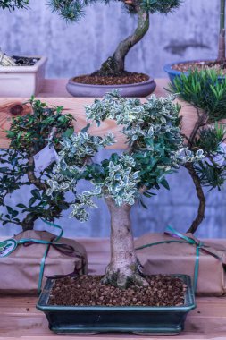 Dekoratif ahşap. Ofis ahşap. Kapalı ahşap. Kozalaklı.