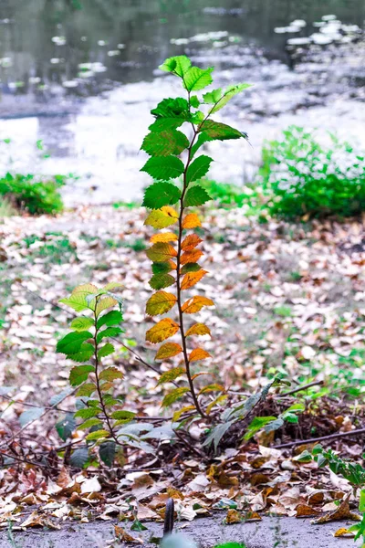 Die Pflanze Zeigt Die Ankunft Des Herbstes — Stockfoto