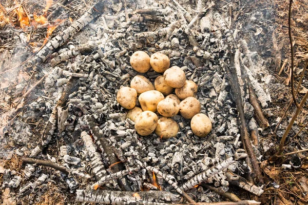 Yangında patates pişirme başlayın. Külleri atılmış patates.