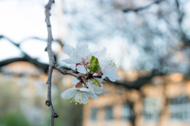 Yatay dal çiçek kayısı. Yalnız çiçek.