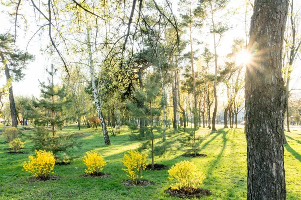 Relvado Parque Árvores Relva Verde Sol Planta Verde Amarela — Fotografia de Stock