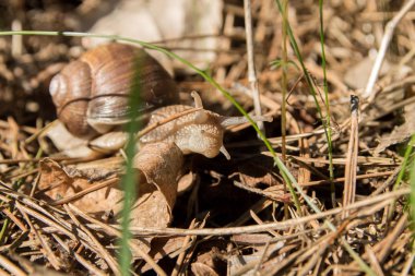 Doğada doğal salyangoz. Salyangoz çim.
