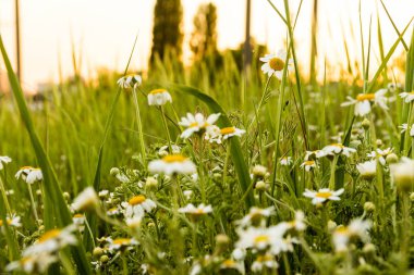 Papatya alan. Günbatımı güneş, kır çiçekleri. Bahar. Yaz.