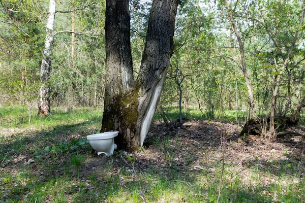 The toilet is in the woods. Urinal in the forest. — Stock Image Toilet Woods Urinal Forest Stock Image