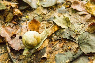 Sarı ıslak yapraklar üzerinde tarama salyangoz. Salyangoz doğada.