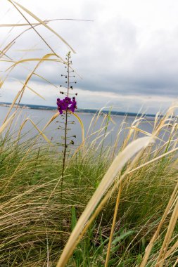 Bir güzel alan çiçek kuru ot arasında. Mor çiçek. Yalnız bir çiçek.